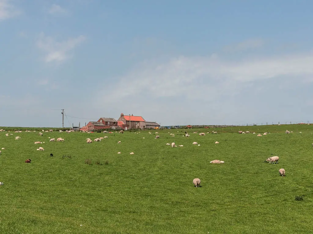 A green grass field filled with grazing sheep, and farm buildings on the other side.