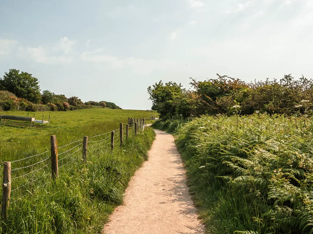 A path leading straight ahead, with green fern leaves to the right, and a field to the left. There is a wire fence along the left side of the path. 