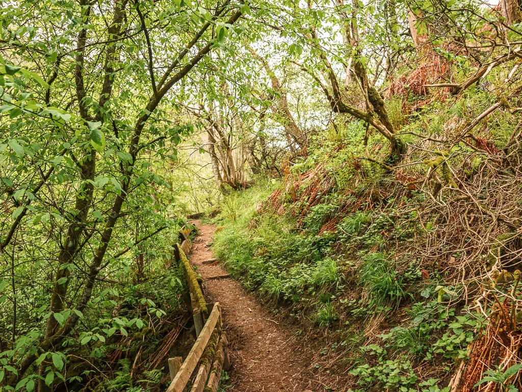 A narrow dirt trail in the woods, on the edge of a hill, with the drop to the left, on the walk through Gunnerside Gill in the Yorkshire Dales National Park. The trees have thin trunks with thin branches hanging all over the place. 