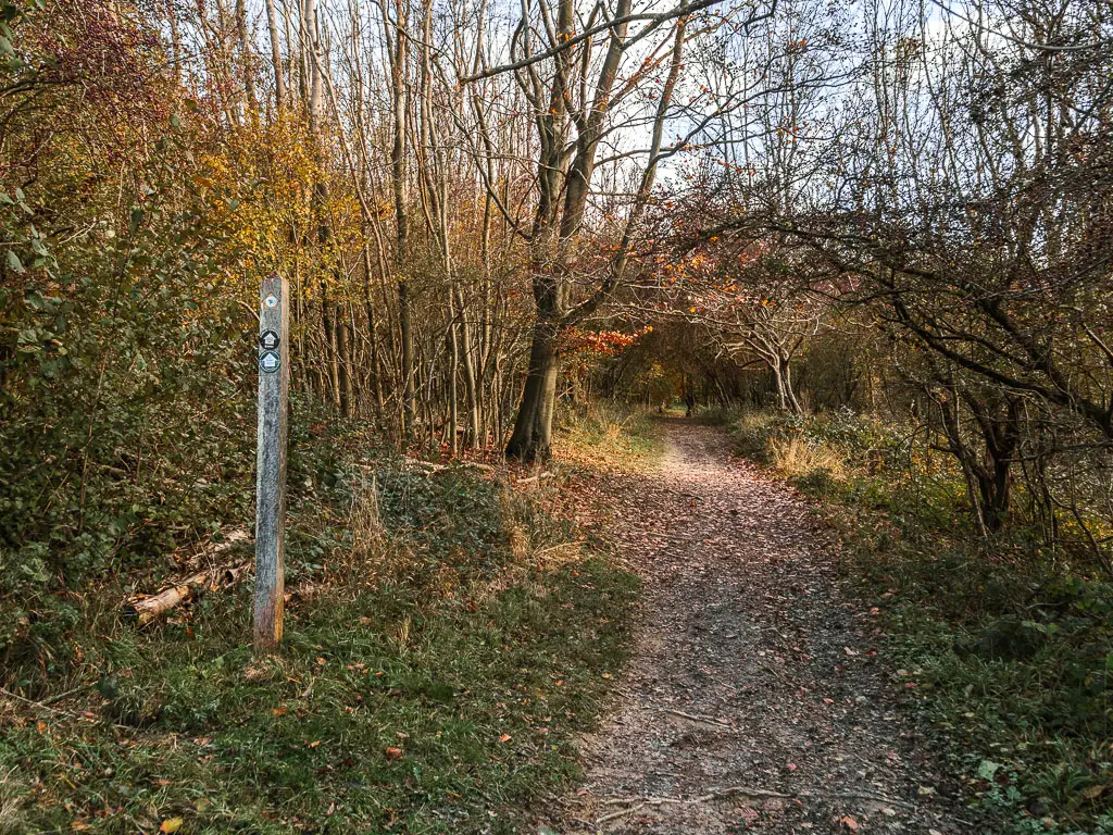 A dirt trail leading through the woods with leafless straggly trees. There is a wooden trail stump signpost on the left side with arrows pointing ahead. 