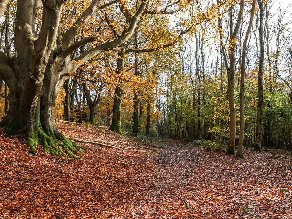 A ground covered in red fallen leaves in the woodland, when walking between Merstham and Oxted.