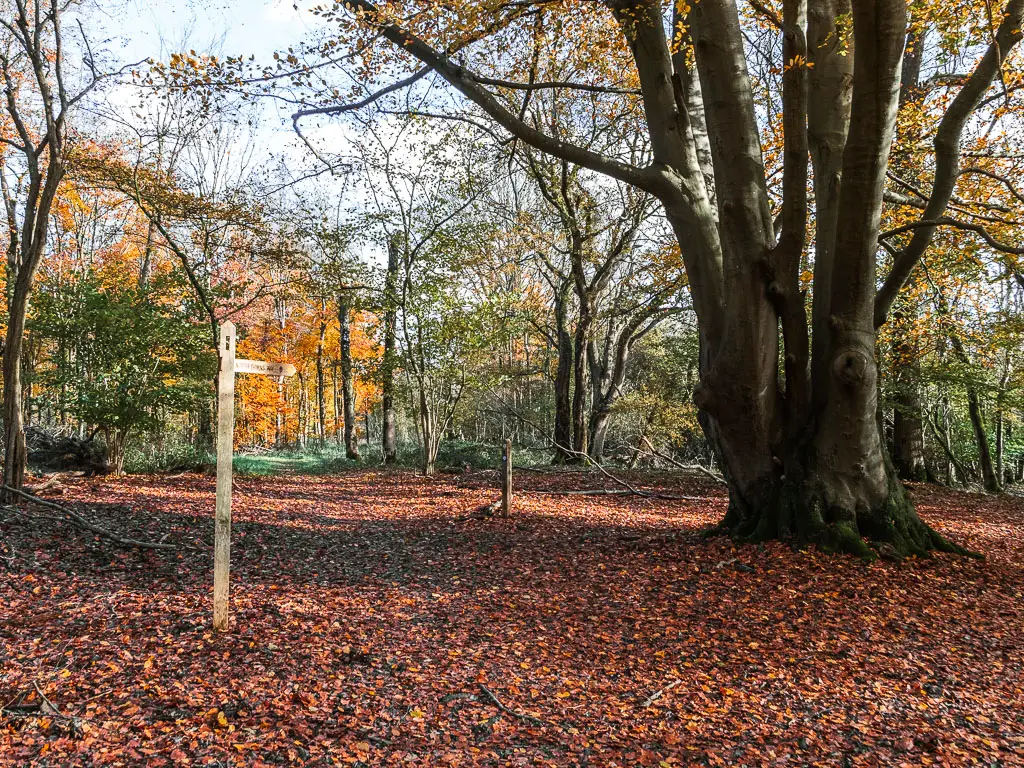 A large opening in the woods, with the ground covered in red leaves. There is a big tree on the right, and wooden trail signpost on the left.