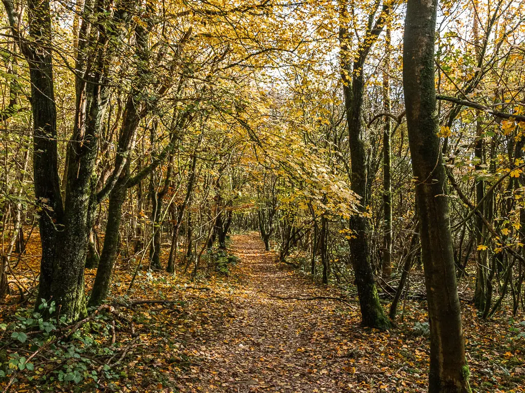 A yellow and brown leafed covered trial leading through the woods.