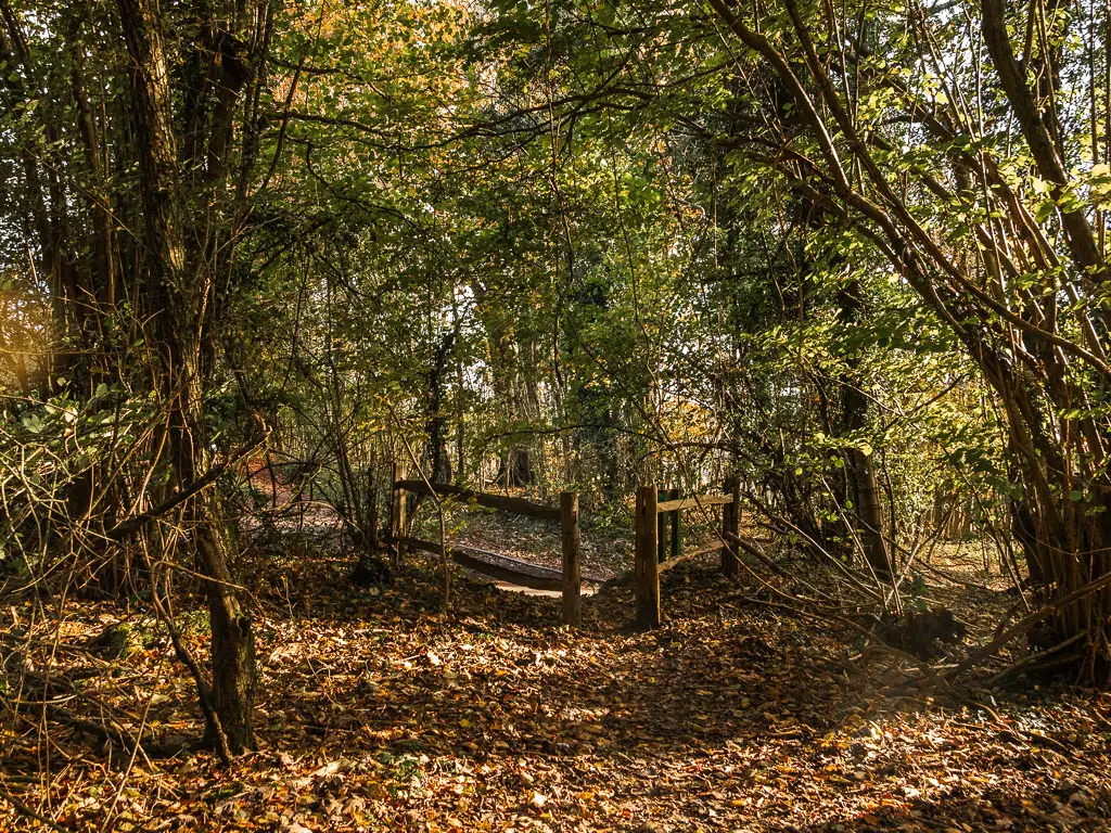 A brown leafed covered ground in the woods with a wooden gate with an opening ahead. 