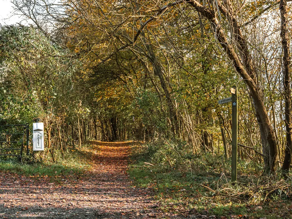 A fallen leaf covered dirt trail leading ahead through the woods. There is a wooden trail signpost on the right, and a white coloured postbox in the left.