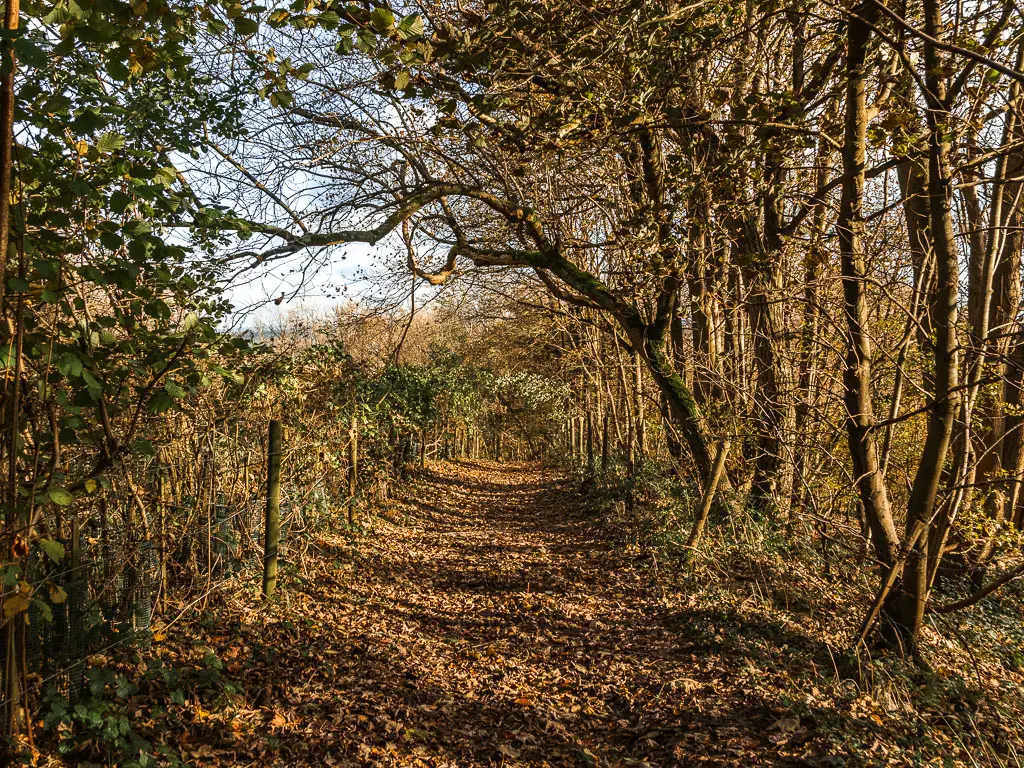 A wide dirt trail covered in brown leaves, leading through the woods.