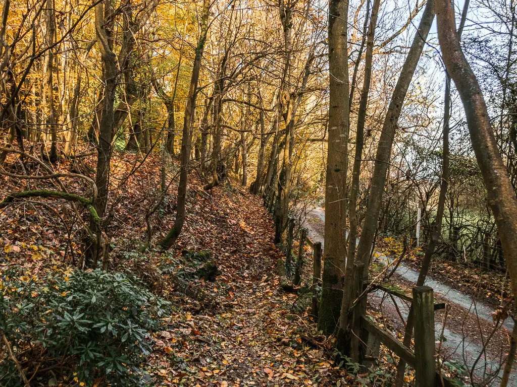 Walking along the edge of the woods, on a dirt trail covered in fallen brown leaves. The road is just visible to the right running parallel to the trail.