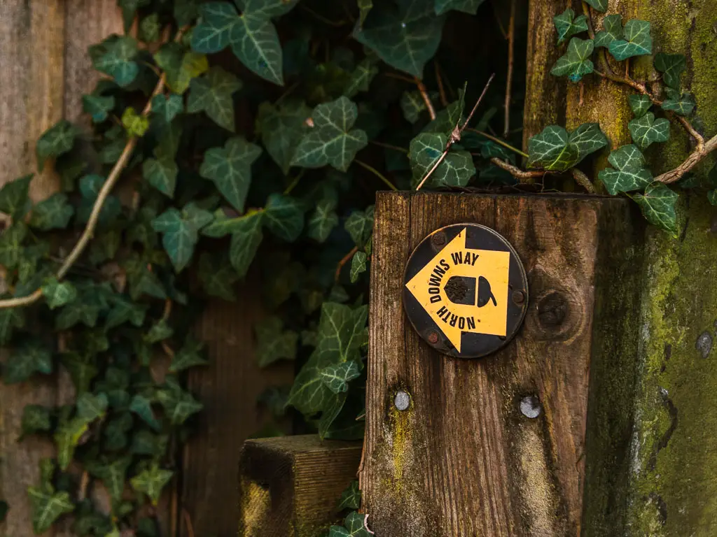 A black and yellow north downs way disc on a wooden post, on the walk from Merstham to Oxted. There is green ivy on the fence behind it.