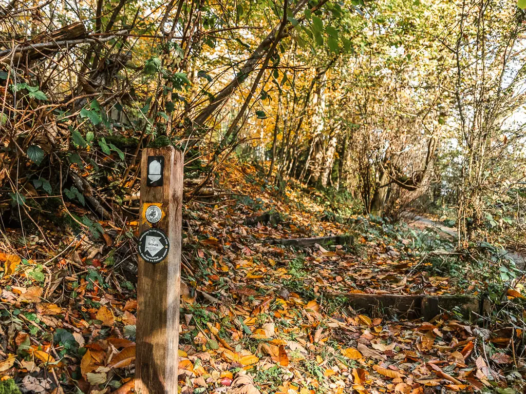 A wooden stump trail sign with a white across sign and arrows potting up some steps, on the walk between Merstham and Oxted. The ground is covered in fallen orange leaves. 