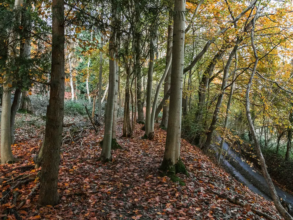 Walking along the edge of the woods, through the thin tree trunks. The ground is covered in fallen leaves. The road is visible below to the right.