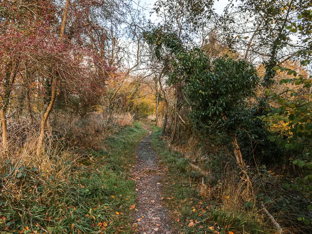 A narrow dirt trail leading through the straggly bushes and trees.