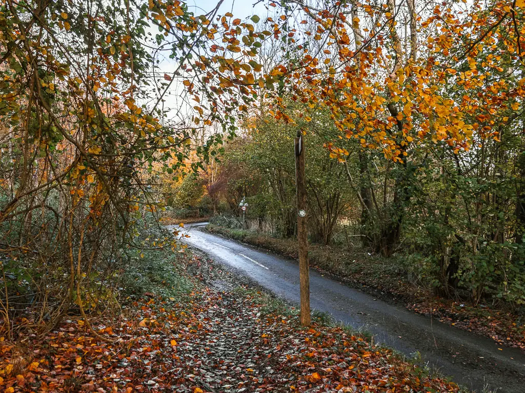 A road running g diagonally left from the bottom right corner. The road is surround. by woodland trees.