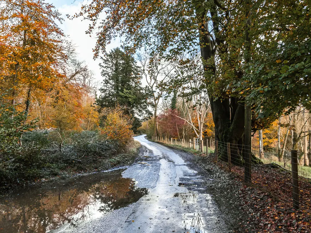 A road curving ahead, with a big puddle on the left, and wire fence on the right. There are bushes on the left side of the road, and a big tree on the right.