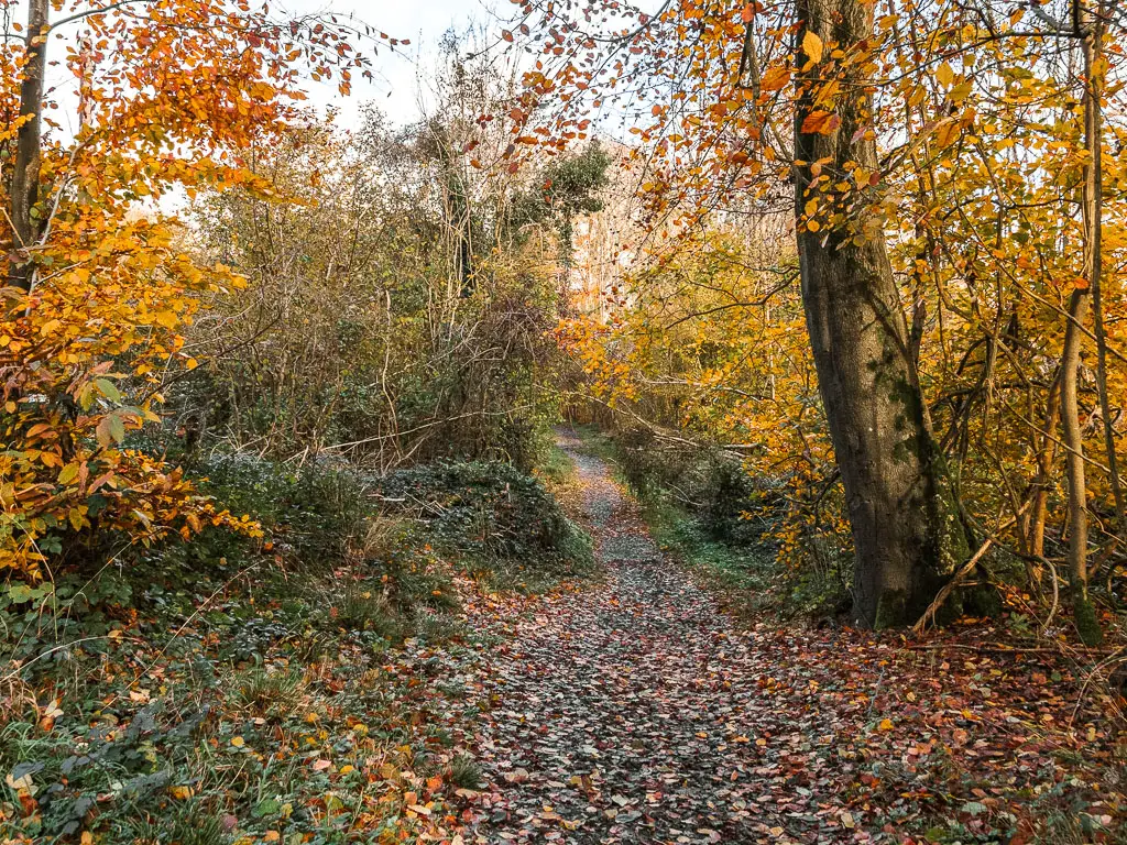 A dirt trail covered in fallen leaves, leading through the straggly bushes and trees.