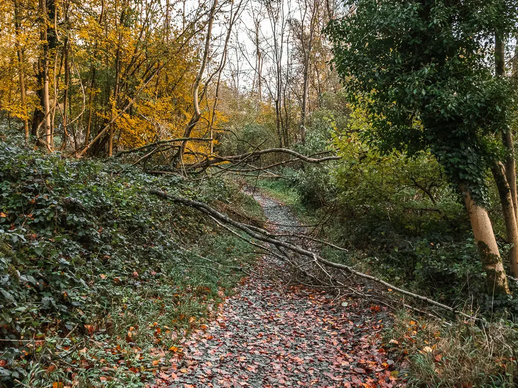 A thin trunked tree fallen across the dirt path in the woods. 