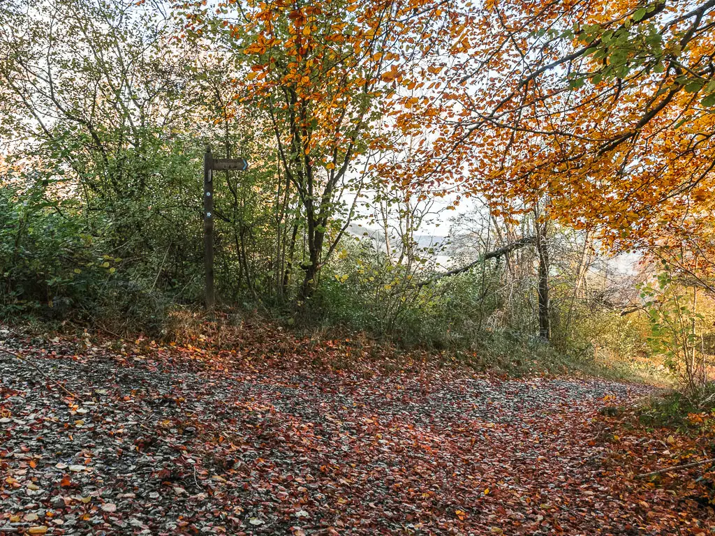 A junction in the woods, covered in fallen red leaves. 