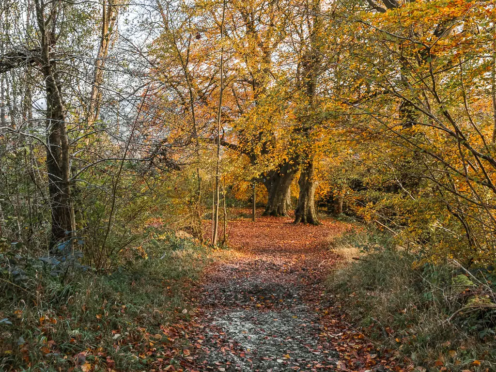 A wide dirt path leading down through the woods, on the walk between Merstham and Oxted. The path is lined with bushes, and there is an opening visible at the other end of the path with a few big trees.