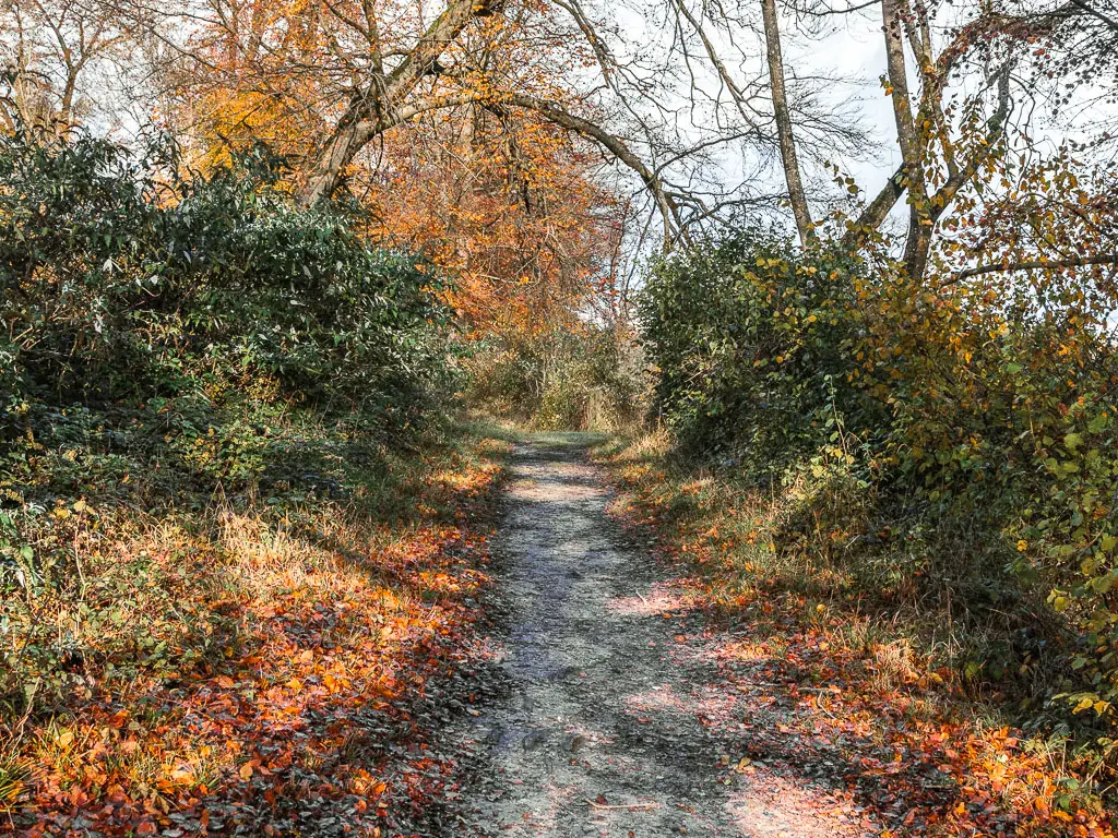 A dirt path lined with green leafed bushes. 