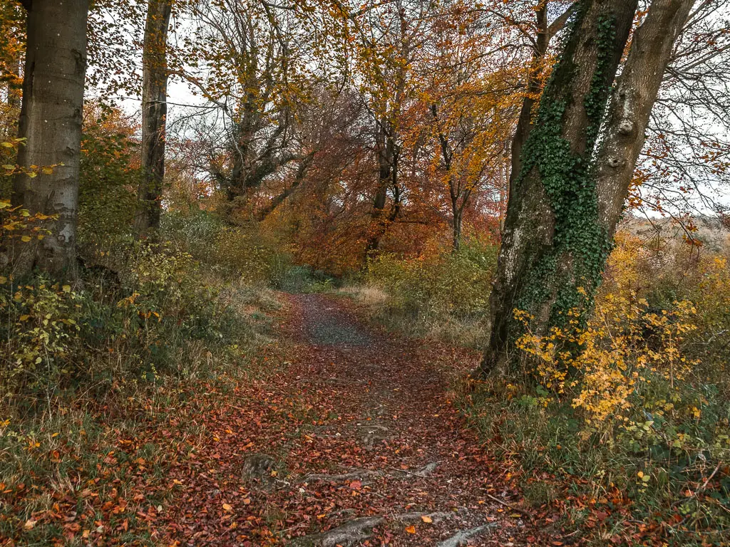 A dirt path leading through the woods. The ground is covered in red leaves. The trees and bushes have a mix of red, green and yellow leaves.