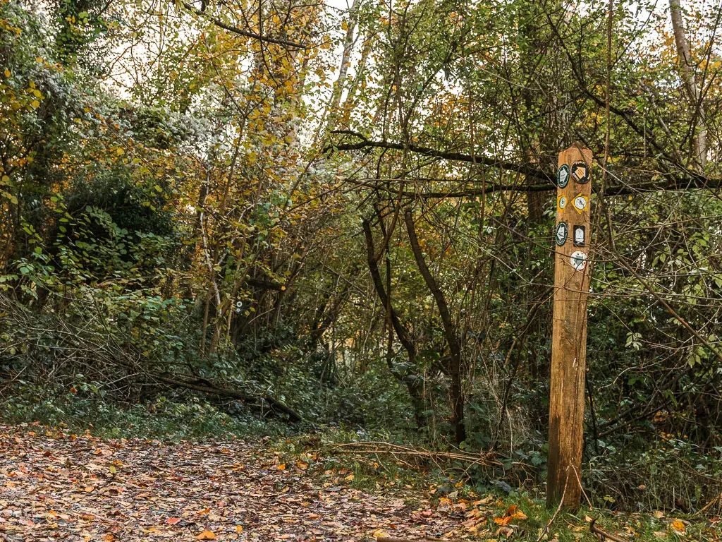 A wooden trail signpost on the right with lots of arrow markers. Ahead is a mass of straggly green leafy bushes and trees.