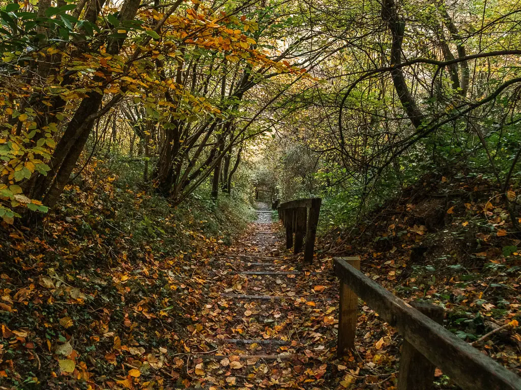 Steps covered in fallen leaves leading down through the woods. There is a wooden railing on the right side. There are trees hanging over the steps on the left.