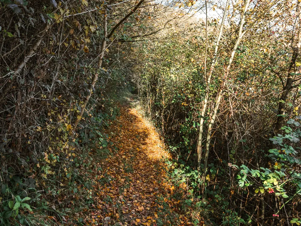 A narrow path covered in red leaves, and lined with a mass of bushes on both sides. 