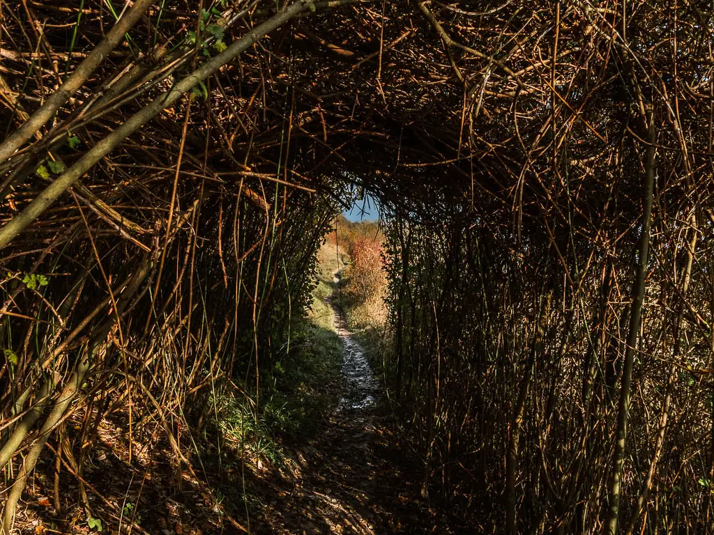 A trail leading through a bush tunnel, with light at the end.