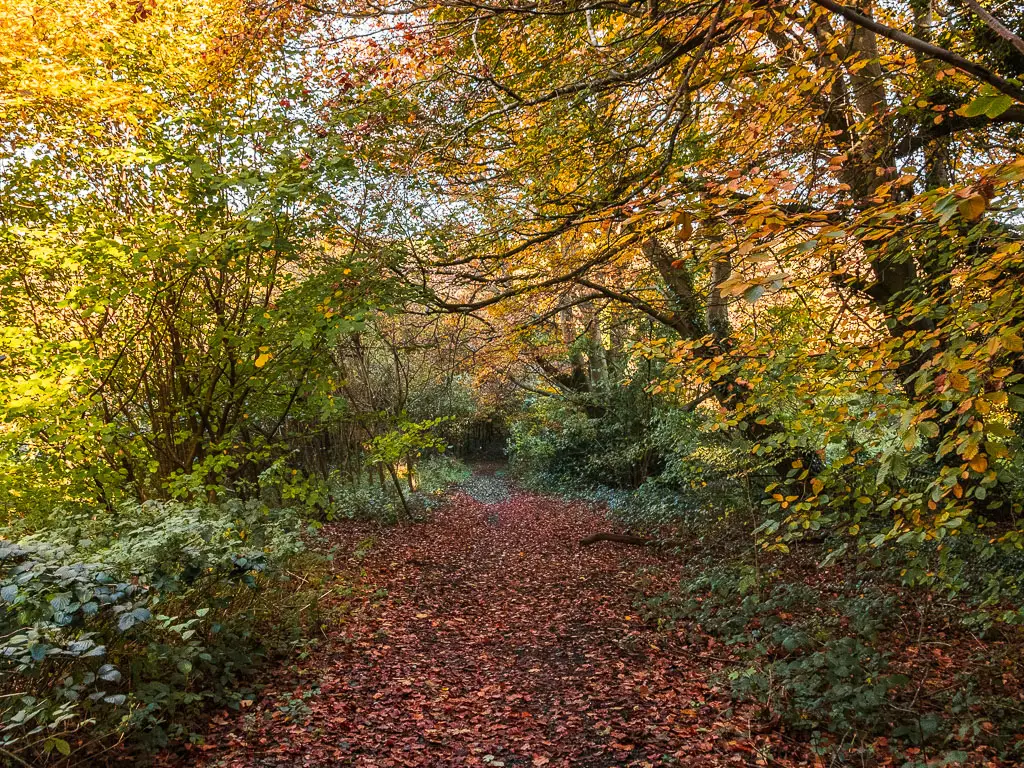 A ground covered in fallen red leaves, surrounded by woodland trees when walking from Merstham to Oxted.