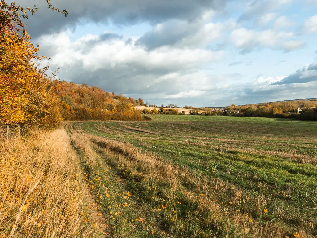 Walking along the edge of a large grass field, with orange leafed trees running along the left side. 