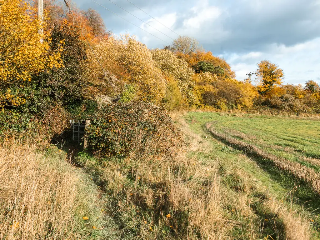 A barely visible trail amongst the long grass on the left, leading to a metal gate between the bushes. There is a grass field to the right.