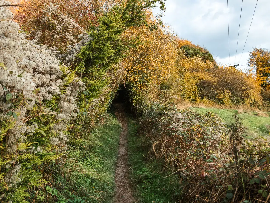 A narrow dirt trail lined with bushes, and leading towards a bush tunnel, near the end of the walk from Merstham to Oxted.