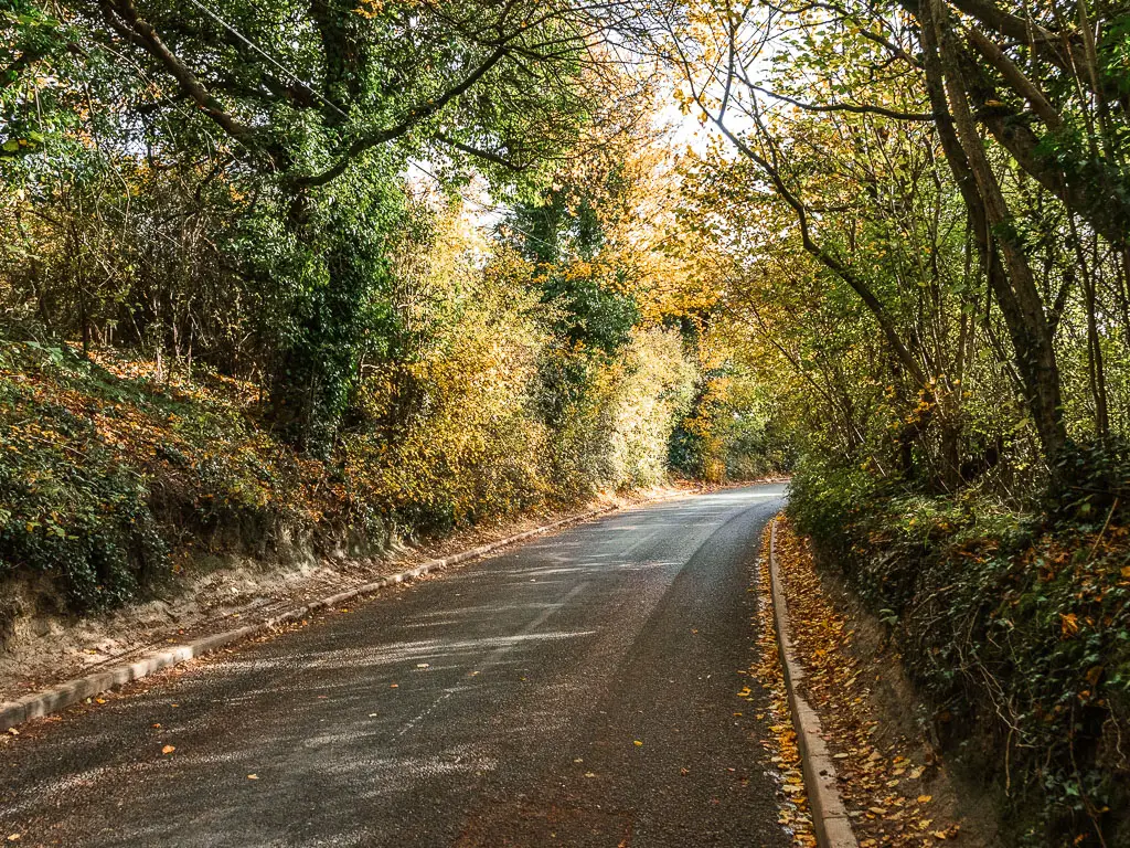 A road leading straight ahead, lined with trees and bushes with green leaves. 