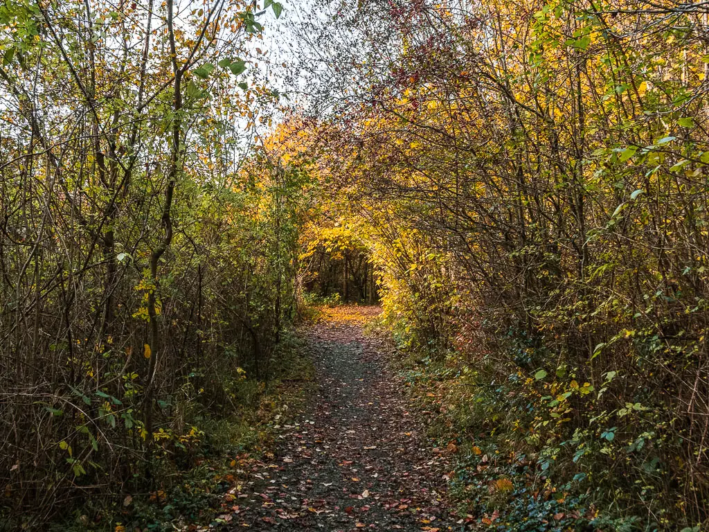 A dirt trail leading through a bush and tree tunnel. 