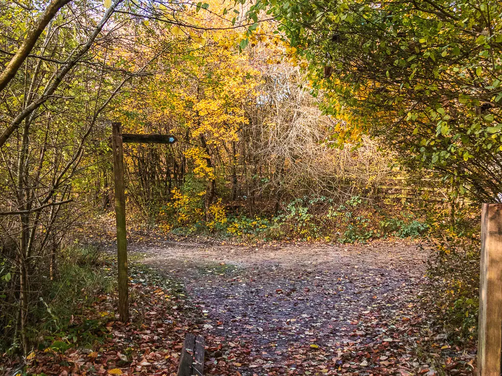 An opening with a wooden trail signpost pointing right, surrounded by woodland trees.