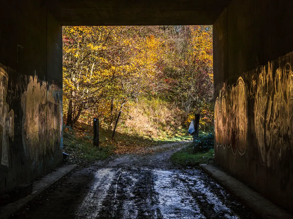 Looking through a dark tunnel to trees out the other side, with light shining down on them.