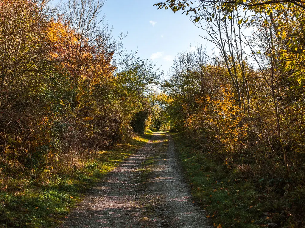 A path leading straight ahead, lined with bushes.