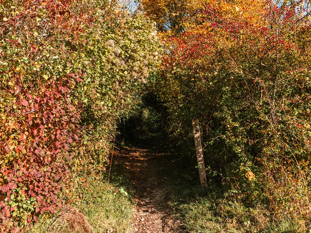 The dirt trail leading into a bush tunnel. The bush has green and red leaves.