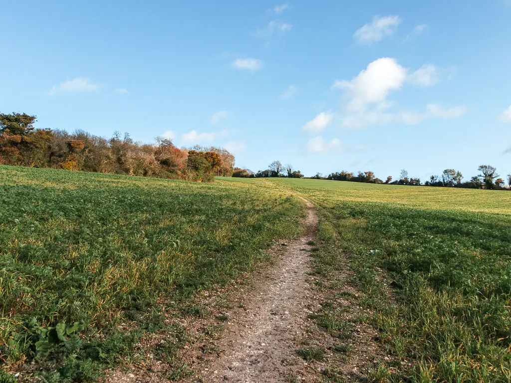 A dirt path leading uphill through the grass. There are trees at the top of the hill.