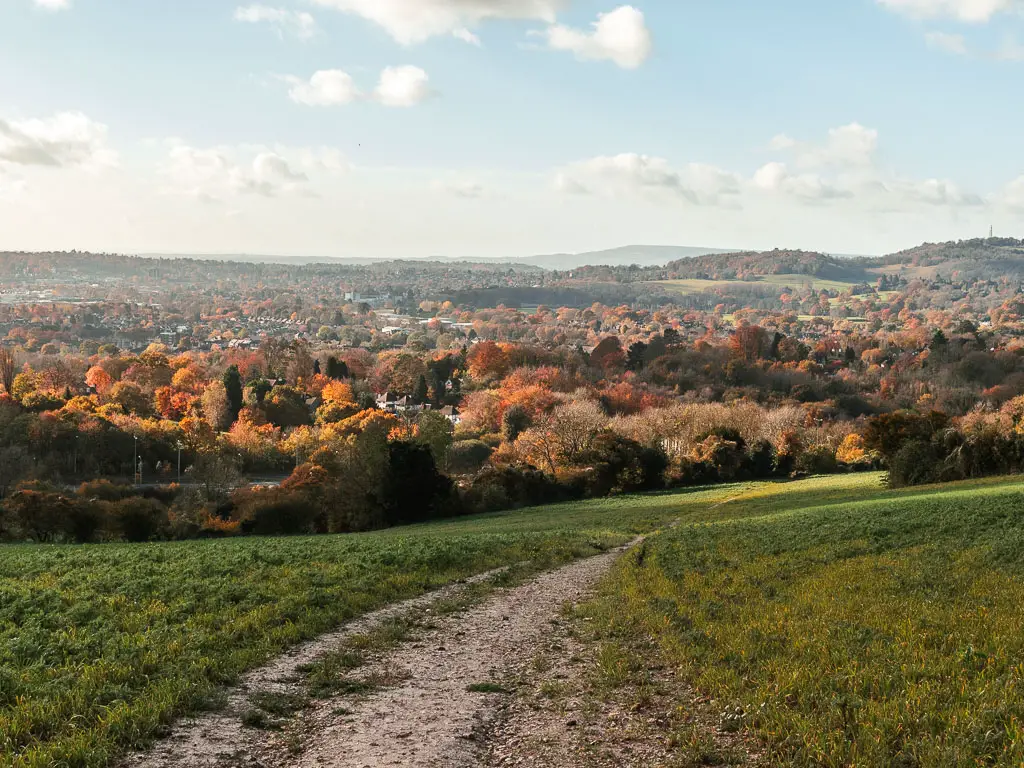 Looking down the grass hill to a mass of trees as far as the eye can see, on the walk from Merstham to Oxted. The leaves of the trees are different shades of red, orange, and green. 