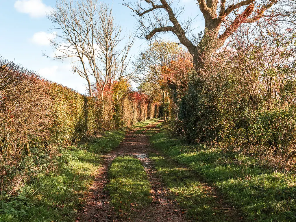 A muddy dirt trail leading ahead, lined with grass and hedges. 