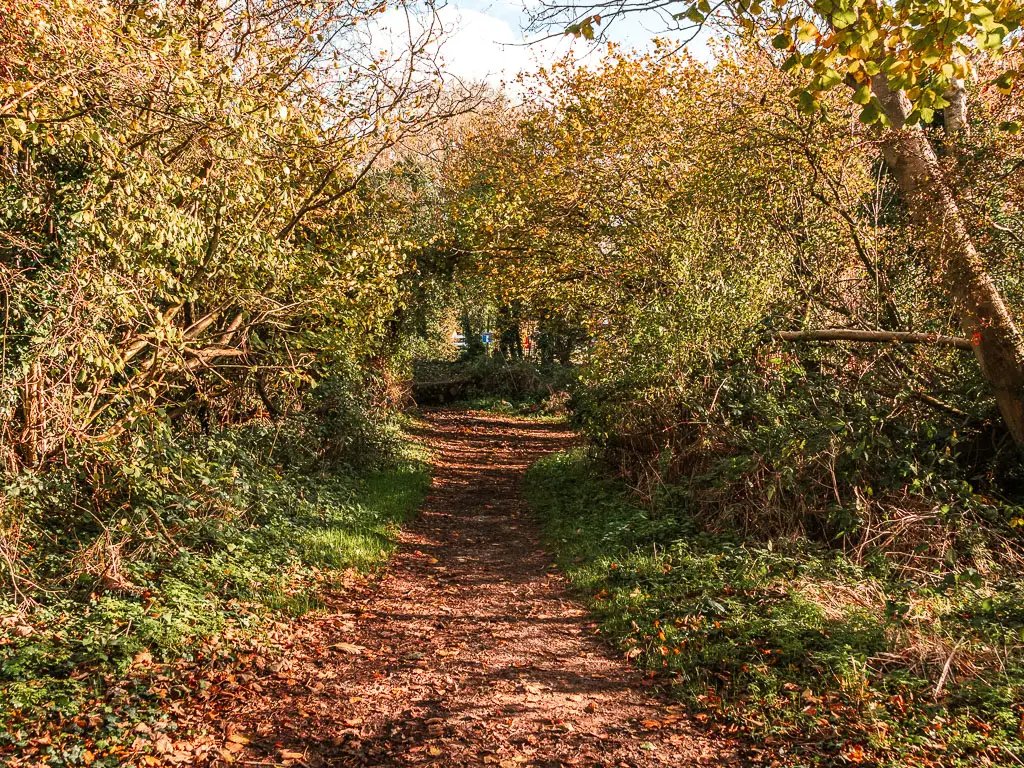 A dirt trail leading straight ahead, lined with straggly bushes and trees.