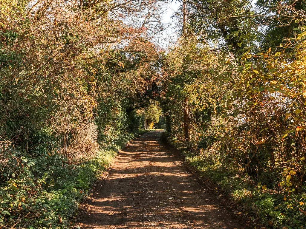 A dirt road leading ahead, lined with messy bushes and trees, when walking from Merstham to Oxted.