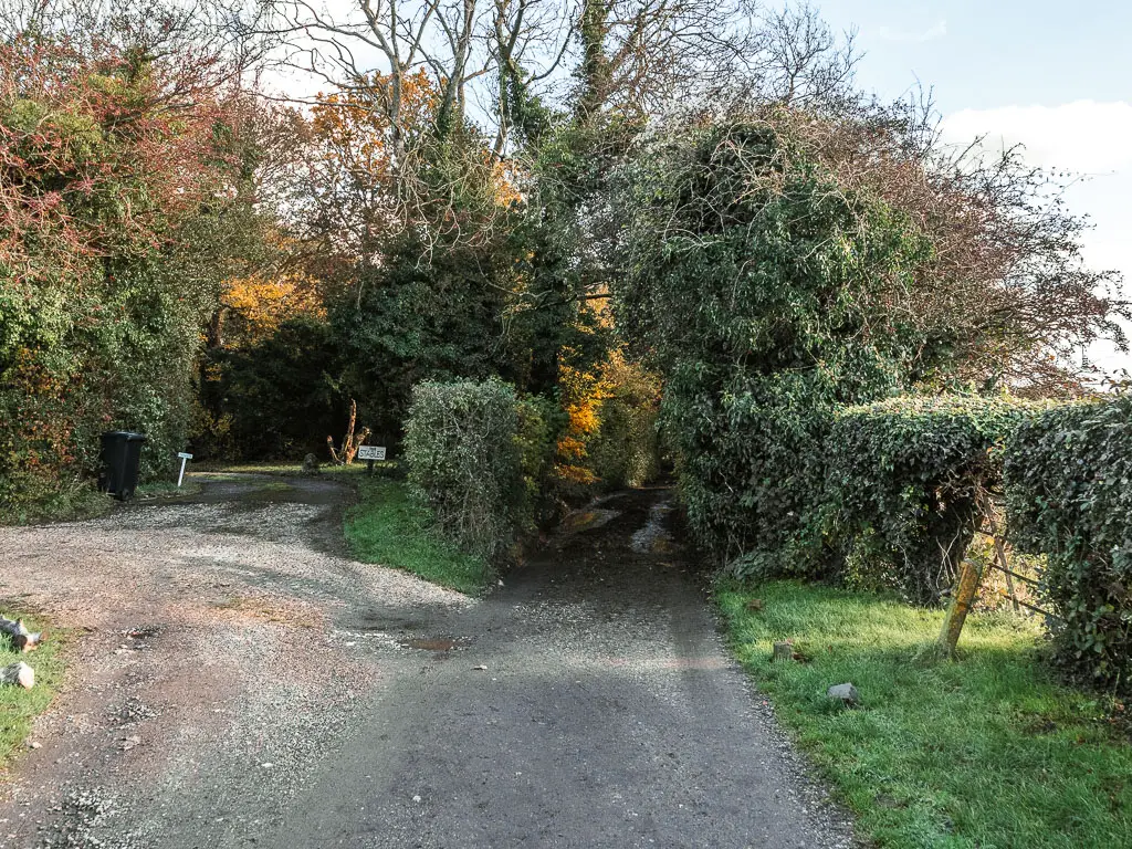 A narrow road leading ahead, and driveway leading off it to the right. The road leading between some bushes and hedges. 