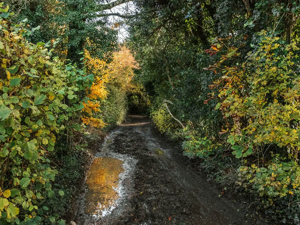 A muddy dirt path, lined with green leafy bushes and trees.