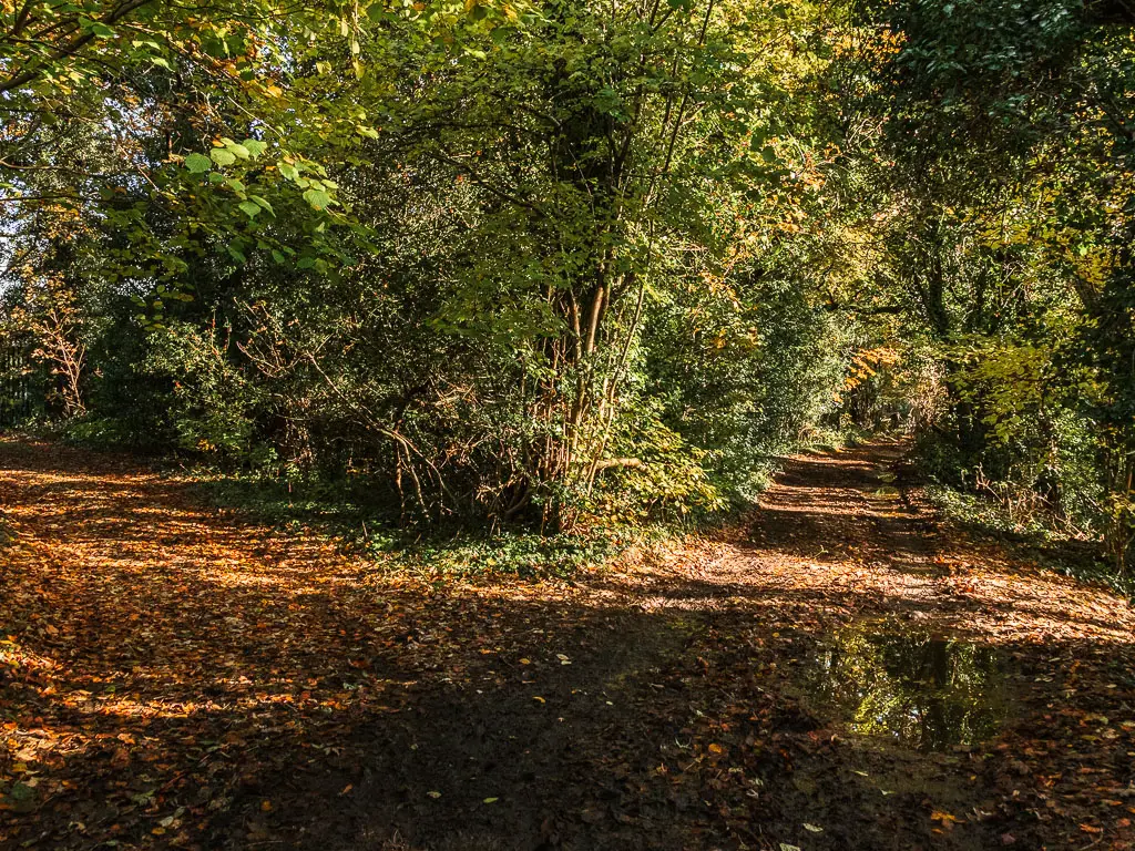 A split in the dirt path, with green leafy tress and bushes in the junction.