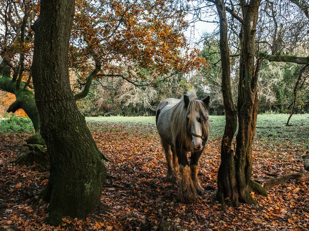 A horse standing between tow curving trees trunks, when walking from Merstham to Oxted. The horse is brown and white, with a long main. The ground is covered in red and orange fallen leaves.