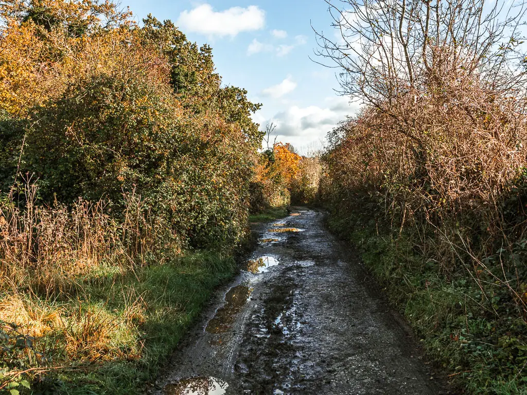 A dirt road leading ahead, lined with bushes. The bushes on the right are leafless, the bushes on the left have green leaves.