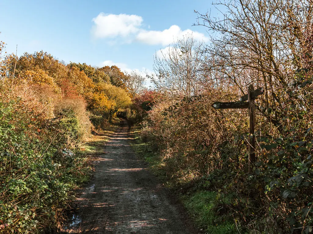 A dirt path leading straight ahead, lined with bushes. There is a wooden trail signpost on the right side pointing ahead, back, and left.