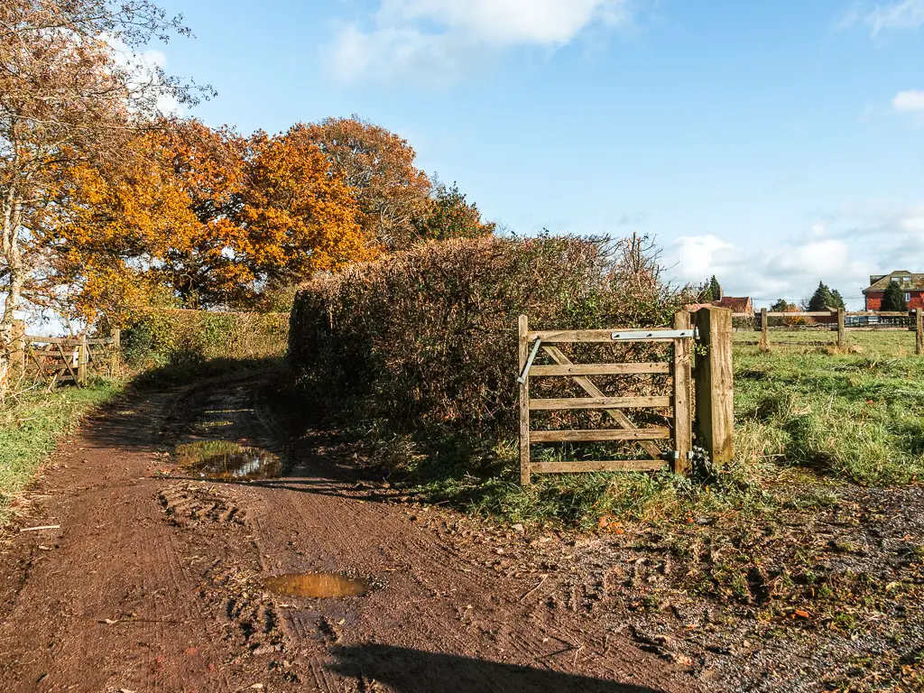 A muddy dirt track leading ahead, lined with hedges. There is and open gate in the hedge on the right.