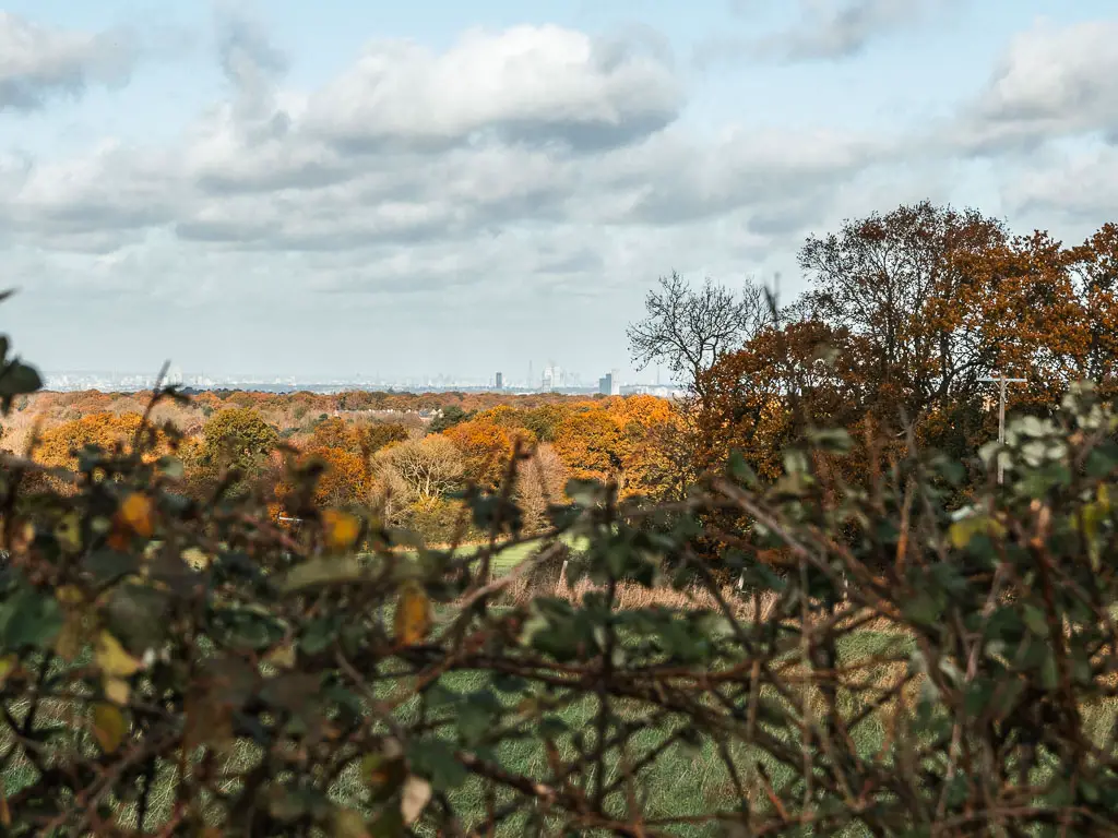 Looking over the hedge to a view in the distance of the orange leafed trees and then the London skyline, partway through the walk from Merstham to Oxted.